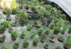 Vườn cây thuốc mẫu tại bệnh viện YHCT