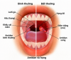Hình 1. Giải phẫu vùng họng