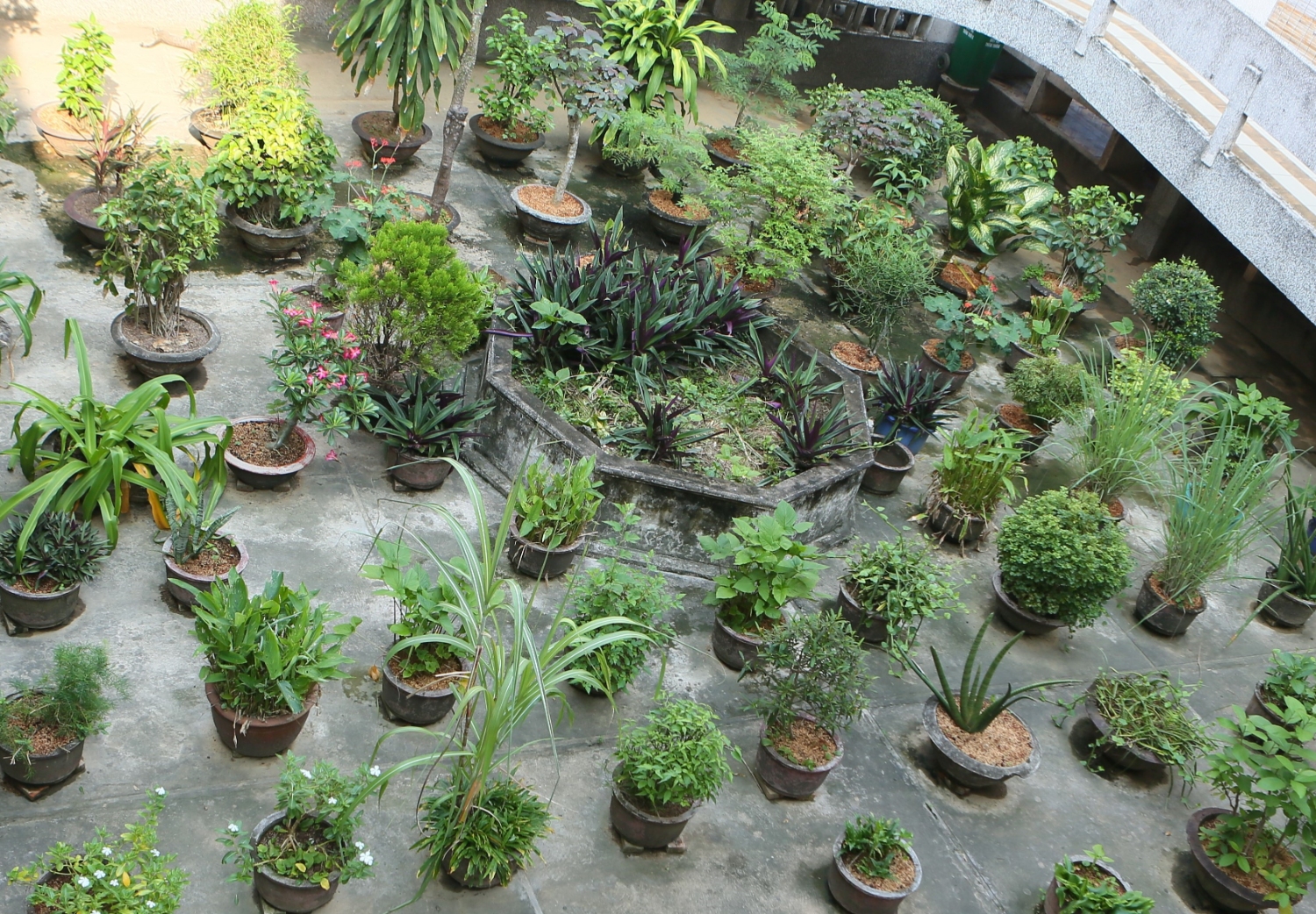 Vườn cây thuốc mẫu tại bệnh viện YHCT