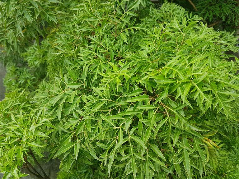 Đinh lăng