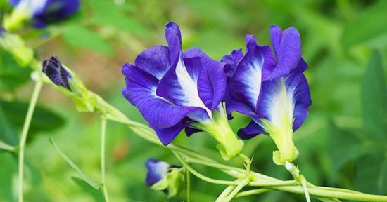 NHỮNG ĐIỀU CẦN BIẾT QUẢ,  HOA ĐẬU BIẾC